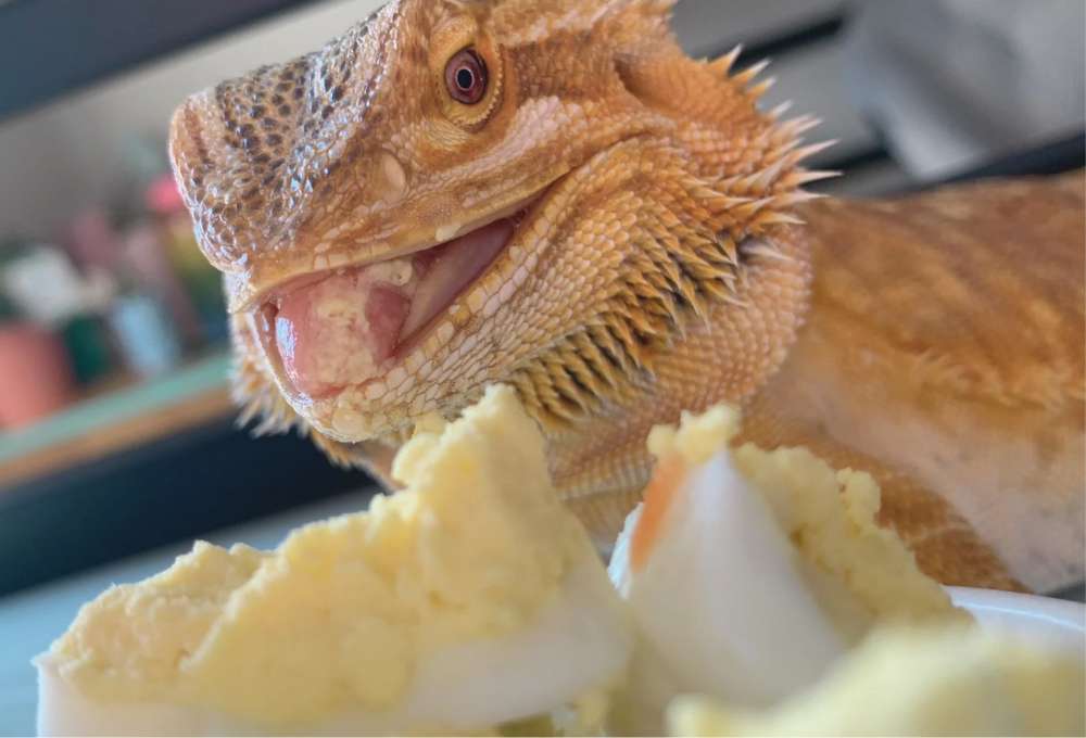 Nutritional value of cooked eggs for bearded dragons